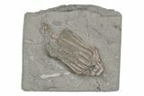Fossil Crinoid (Macrocrinus) - Crawfordsville, Indiana #216132-1
